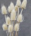 Dried and bleached thistles Cardi Palustris 55 cm per bunch