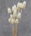 Gedroogde en gebleekte distels Cardi Palustris 55 cm per bos