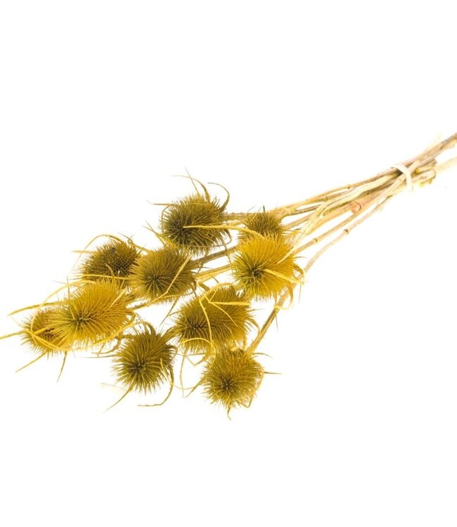 Chardon yellow dried flowers | Length ± 55 cm | Available per bunch