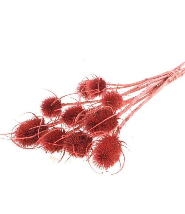 Chardon rood droogbloemen | Lengte ± 55 cm | Per bos verkrijgbaar