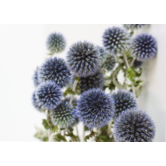 Droogbloemen Kogeldistels of Echinops | Natuurlijk blauwe droogbloemen | Lengte ± 65 cm | Per bos verkrijgbaar