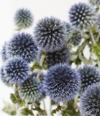 Ball thistles | Echinops dried flowers