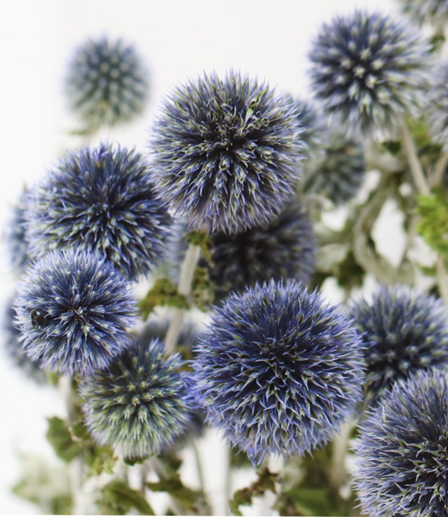 Fleurs sèches Boule Chardon ou Echinops | Fleurs sèches bleues naturelles | Longueur ± 65 cm | Disponible par bouquet