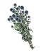 Trockenblumen Kugeldisteln oder Echinops | Natürliche blaue Trockenblumen | Länge ± 65 cm | Erhältlich pro Strauß