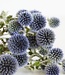 Dry flowers Ball Thistles or Echinops | Natural blue dried flowers | Length ± 65 cm | Available per bunch