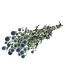 Fleurs sèches Boule Chardon ou Echinops | Fleurs sèches bleues naturelles | Longueur ± 65 cm | Disponible par bouquet