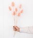 Chardon ´Di Sabbia´ licht roze droogbloemen | Lengte ± 60 cm | Per bos verkrijgbaar