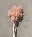 Chardon 'Di Sabbia' fleurs séchées rose clair | Longueur ± 60 cm | Disponible par bouquet