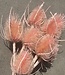 Chardon ´Di Sabbia´ light pink dried flowers | Length ± 60 cm | Available per bunch