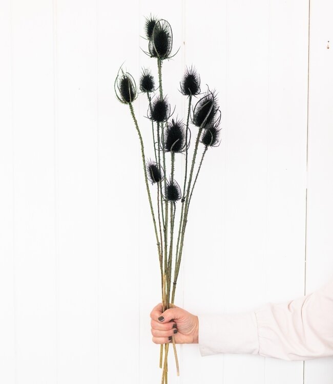 Cardistella 'Di Sabbia' schwarze Trockenblumen | Länge ± 60 cm | Erhältlich pro Strauß