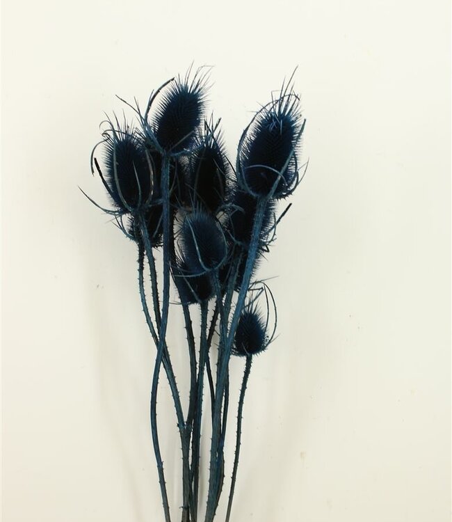 Cardistella 'Di Sabbia' dark blue dried flowers | Length ± 60 cm | Available per bunch