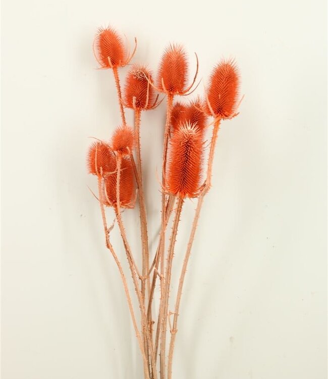 Cardistella 'Di Sabbia' salmon-coloured dried flowers | Length ± 60 cm | Available per bunch