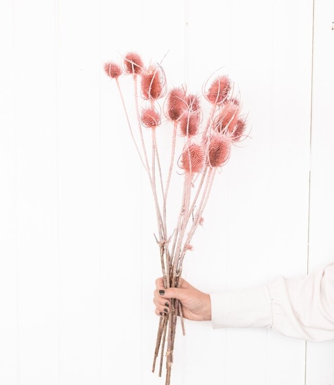 Cardistella ´Di Sabbia´ roze droogbloemen | Lengte ± 60 cm | Per bos verkrijgbaar