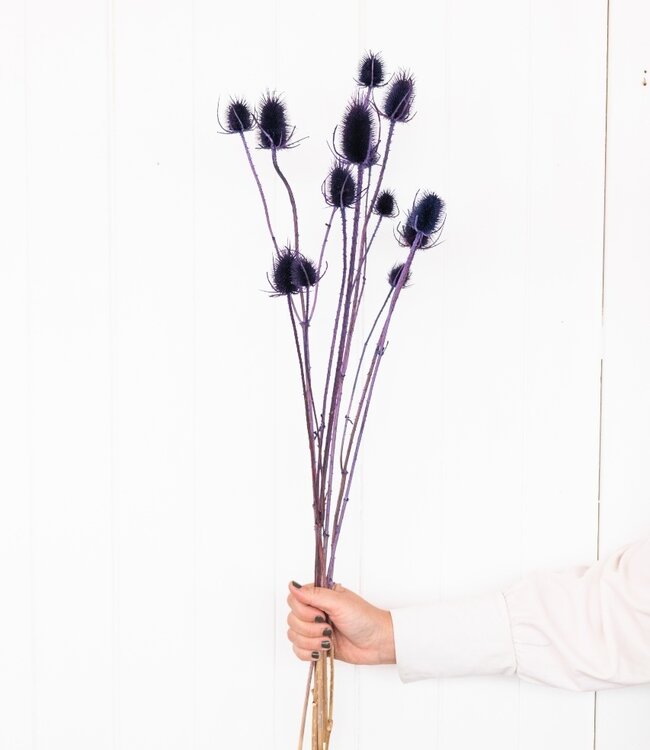 Cardistella 'Di Sabbia' fleurs séchées violettes | Longueur ± 60 cm | Disponible par bouquet