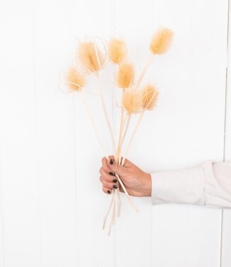 MyFlowers Dried Dandelion 'Di Sabbia' bleached