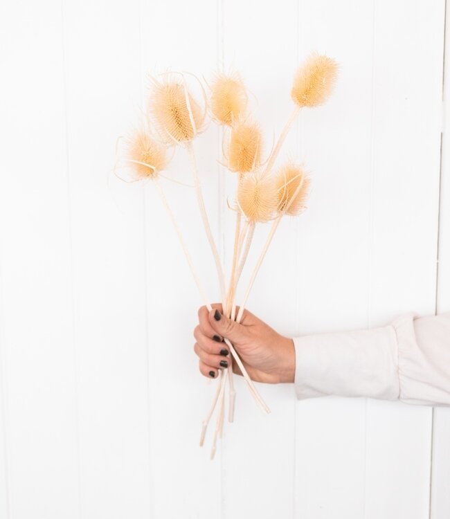 Dandelion 'Di Sabbia' bleached dried flowers | Length ± 55 cm | Available per bunch