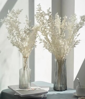 MyFlowers Bleached Ruscus dried flowers | Length 70 centimetres