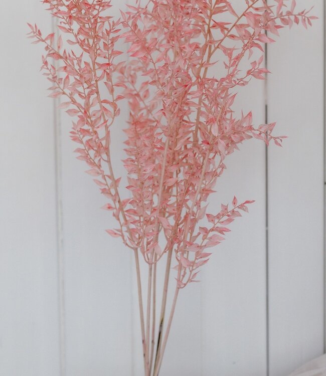 Light pink Ruscus dried flowers | Order per 5 stems