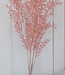 Light pink Ruscus dried flowers | Order per 5 stems