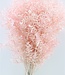 Light pink Ruscus dried flowers | Order per 5 stems