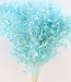 Dried light blue ruscus per 5 stems