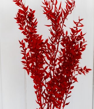 MyFlowers Dried ruscus red