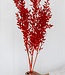 Dried red ruscus per 5 stalks