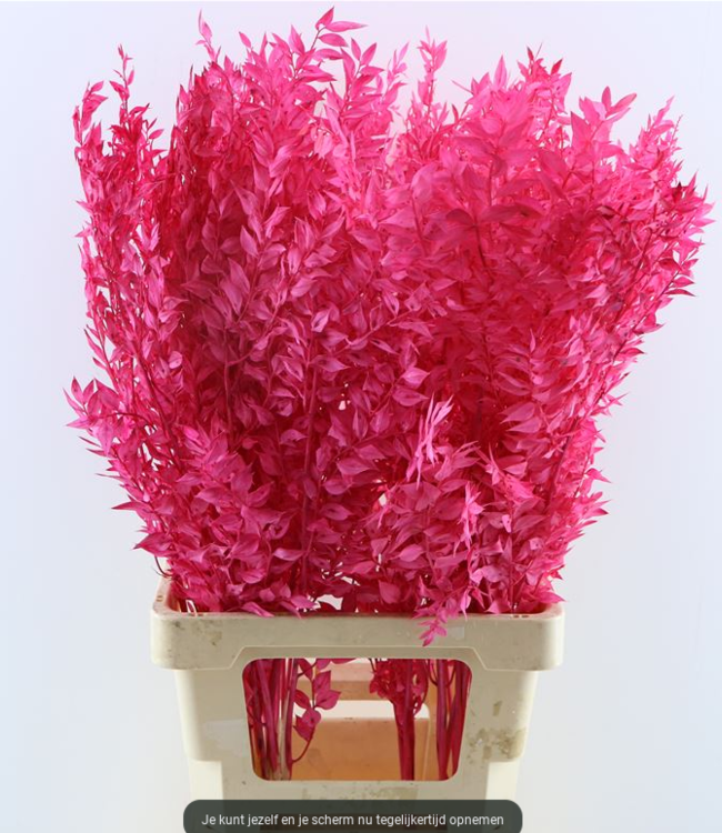 Dried cherry-coloured Ruscus per 5 stems