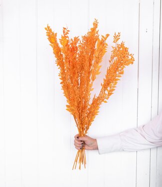 MyFlowers Dried Ruscus ´Di Natalia´ orange