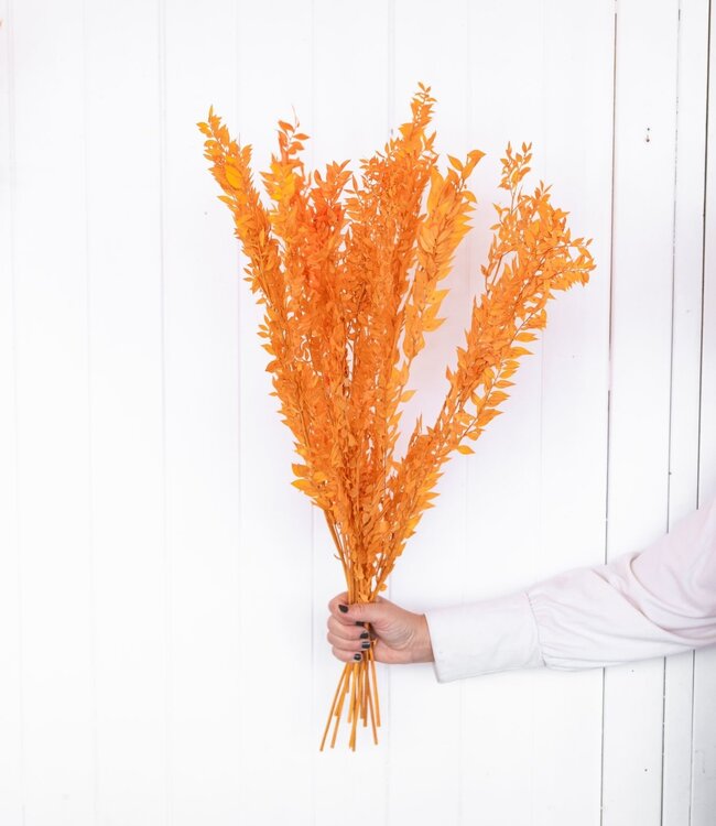 Ruscus 'Di Natalia' fleurs séchées orange | Longueur ± 70 cm | Disponible par bouquet