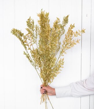 MyFlowers Getrockneter Ruscus 'Di Natalia' olivgrün