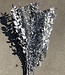 Ruscus 'Di Natalia' fleurs séchées argentées | Longueur ± 70 cm | Disponible par bouquet