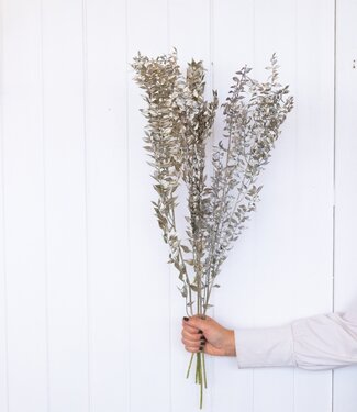 MyFlowers Dried Ruscus ´Di Natalia´ platinum coloured