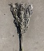Ruscus 'Di Natalia' fleurs séchées de couleur platine | Longueur ± 70 cm | Disponible par bouquet
