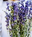 Getrockneter blauer Rittersporn Trockenblumen 70cm pro Strauß