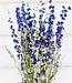 Delphinium bleu séché Larkspur fleurs sèches 70cm par bouquet