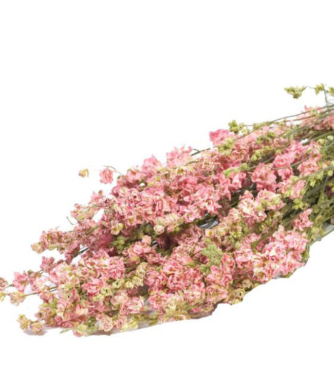 Getrockneter rosa Rittersporn 70 cm pro Strauß