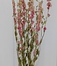 Dried pink Delphinium Larkspur 70 cm per bunch