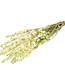 Dried white Delphinium delphinium dried flowers per bunch