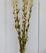 Gedroogde witte Ridderspoor Delphinium droogbloemen per bos