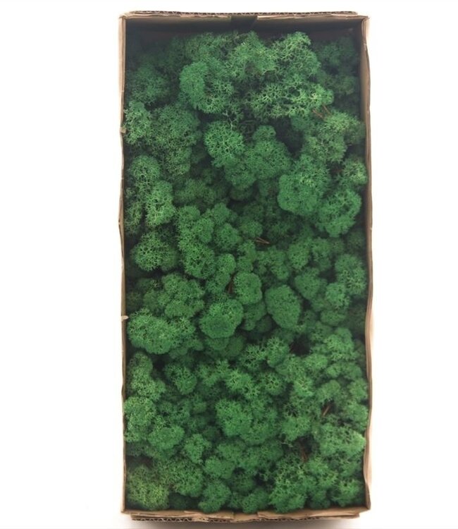 Icelandic reindeer moss dark green preserved | 500 g