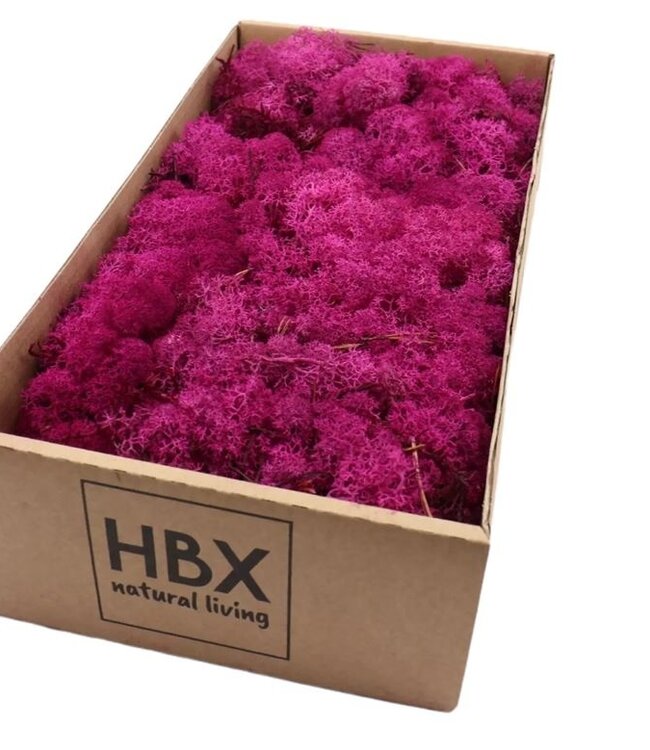 Isländisches Rentiermoos fuchsia rosa serviert | 500 g | Erhältlich pro Karton