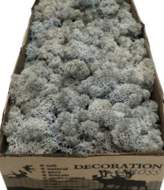 Icelandic reindeer moss lavender blue preserved | 500 g | Available per box