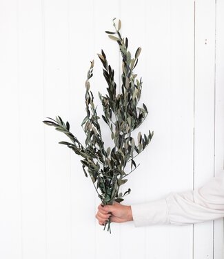 Olive branches, dried and preserved