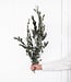 Green olive branches | Dried and preserved | Length 60 cm