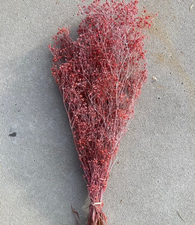 Gypsophile rouge réservé | Longueur ± 60 cm | Disponible par bouquet