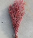 Reservierter roter Schleierkraut (Gypsophila)