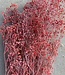 Reserved red Gypsophila | Length ± 60 cm | Available per bunch