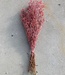 Gypsophile rouge réservé | Longueur ± 60 cm | Disponible par bouquet