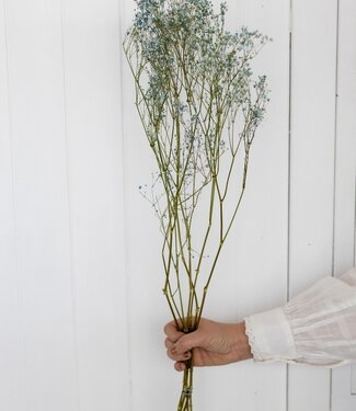 Gedroogde gypsophila lichtblauw 70cm